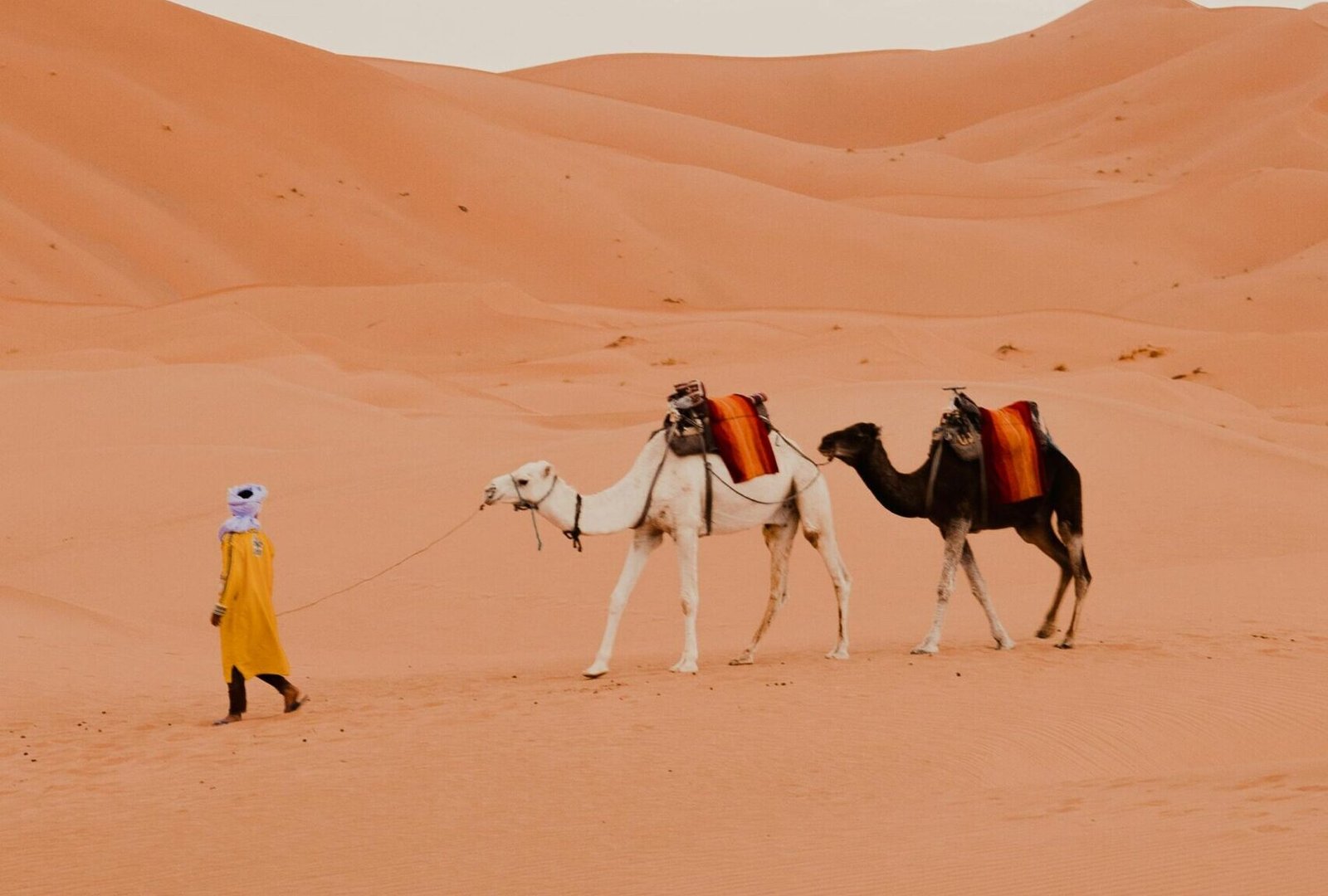 A Berber guide leading two camels across the Erg Chebbi dunes at golden hour